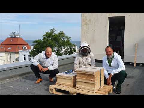Eigene Bienenvölker auf dem Dach.