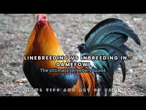 Linebreeding vs Inbreeding in Gamefowl: The Ultimate Breeder’s Guide (Full Breakdown)