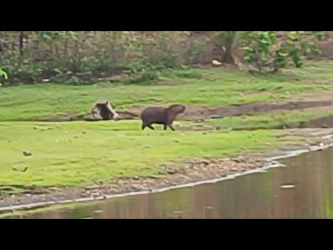 Capivara latindo igual cachorro - Pium Tocantins 