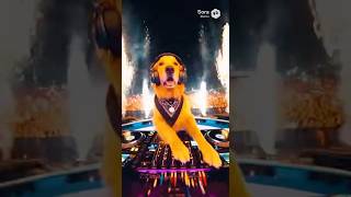 ゴールデンリトリバーDJ EDMフェスティバル（Golden Retriever DJ EDM Festival）