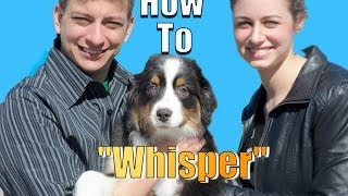 How to Teach Your Dog to Whisper