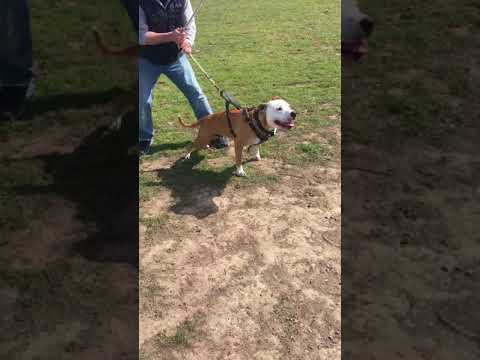 APDR FUN SHOW HOSTED BY AMP KNLS 2018 WORKING COLBYS1