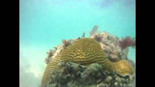 preview picture of video 'mexico (yucatan) - riviera maya xpu-ha beach snorkeling filmed with gopro in hd'