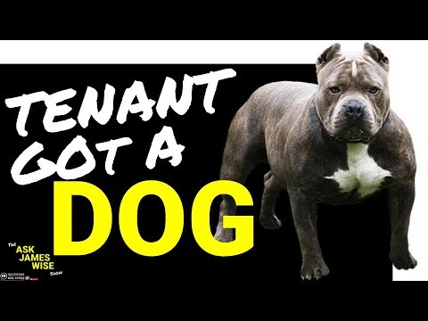 How Should a Landlord Handle a Tenant Sneaking a Dog into their Rental Property? | Ask James Wise 27