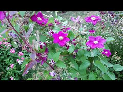 357Tubakalill ja elulõng