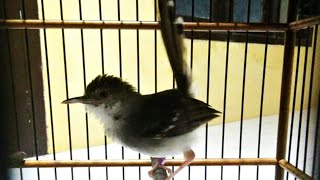 Download lagu Suara Ciblek Kristal Putih Jantan GACOR Full NGEBREN Volume Lantang & JERNIH - MASTERAN Pikat AMPUH mp3