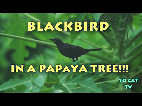 Beautiful Blackbird in Papaya Tree!!!