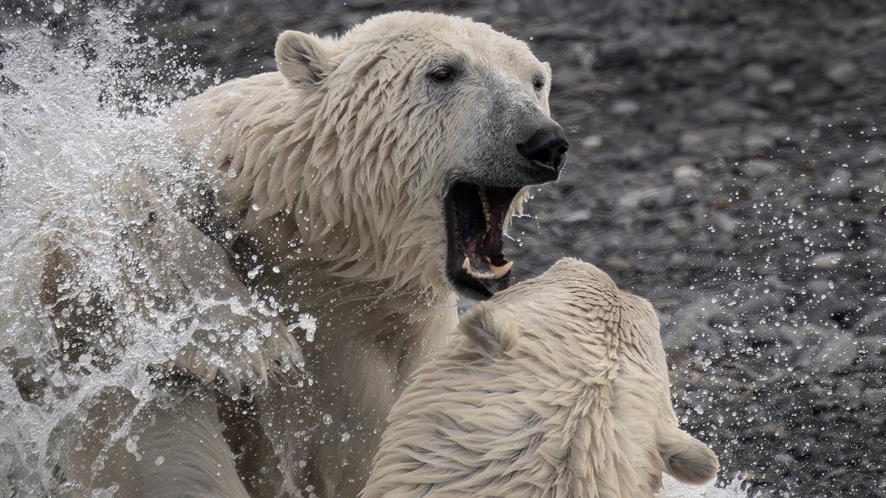 Svalbard Tours  with WorldPhotoTravels