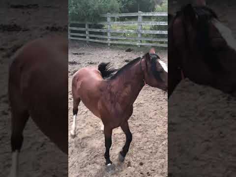 Horse Garanhão Crioulo Impeto Cala Bassa