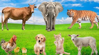 Collection of Lovely Animals: Elephants, Rabbits, Cats, Chicks, Dogs, Sheep,...