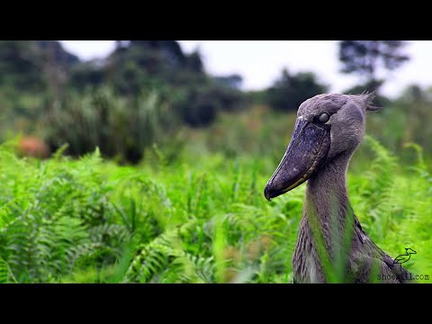 The Shoebill :  A Vulnerable Stork of the Wetlands  | 4K Documentary