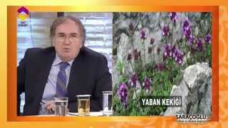 Bağırsakta Oluşan Amipler İçin Kür - TRT DİYANET