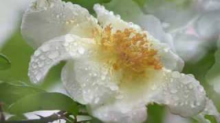 The Last rose of summer Andre Rieu