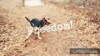 Download Lagu Stamford Dog Trainers / New Haven Dog Trainers / 9 Month Old German Shepard, Rufio Thumbnail