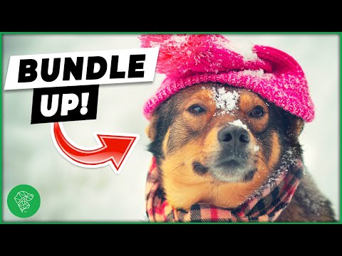 How To Keep Your Pet Safe (And Warm!) This Winter | Ultimate Pet Vet