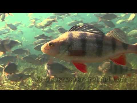 Discover Ireland: spring in the Grand Canal (underwater footage). Весна под водой. Подводня съёмка.