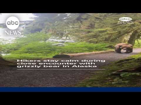 Hikers stay calm during close encounter with grizzly bear in Alaska