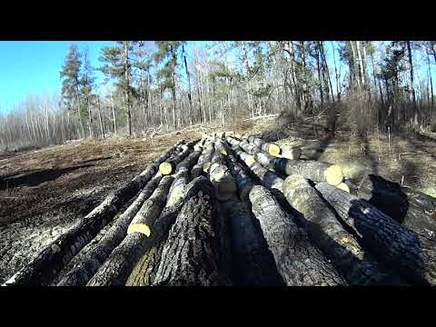 Logging white poplar for OSB mill, Husqvarna 365 aka ''rust bucket'' bucking wood on the pile.
