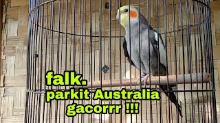 Download lagu burung parkit Australia gacor mp3 Download lagu burung parkit Australia gacor mp3