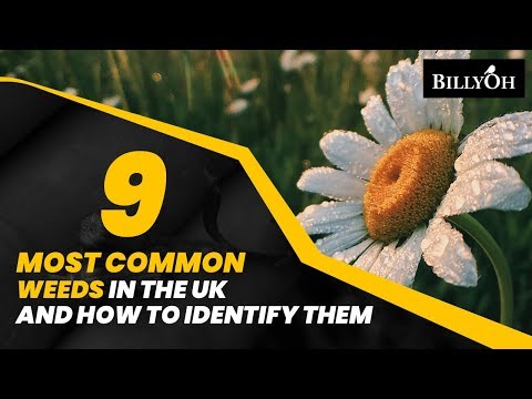 download lagu mp3 mp4 Common British Weeds, download lagu Common British Weeds gratis, unduh video klip Common British Weeds