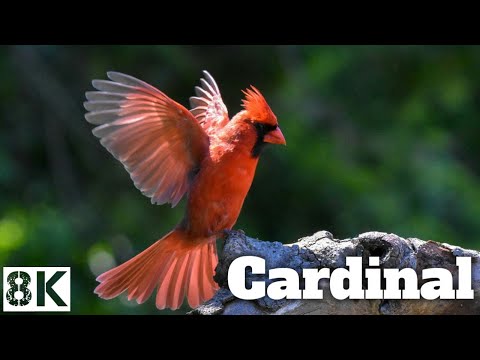 Beautiful Cardinal Birds - Cardinal 4K Nature - Blue Planet - Scenic Wildlife Film