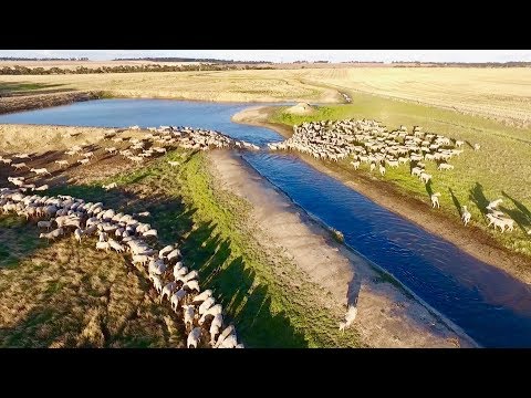 Sheep Farming | Marbilling Farms, Western Australian Wheatbelt