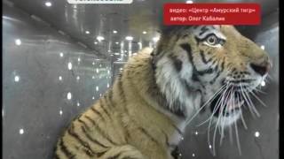 Знаменитого тигра Владика выпустили на свободу
