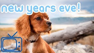 NewYearsEveDogTV!EntertainmentforDogsonNYEwithMusic!
