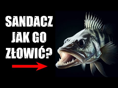 HOW TO CATCH ZANDER IN STILL WATER