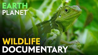 Life Awakens: Origins of the Jungle World | Jungle Planet Nature Documentary