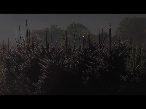 Metamorphosis - Short Film (Sci-fi/Horror)