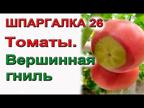 ШПАРГАЛКА 26. Вершинная гниль у томатов. Причины и лечение.
