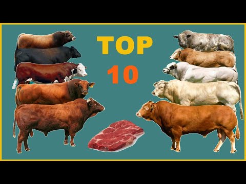 , title : 'أفضل 10 سلالات انواع الابقار انتاج اللحم حول العالم'