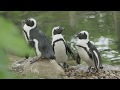 Save Water Mini Documentary Zoo