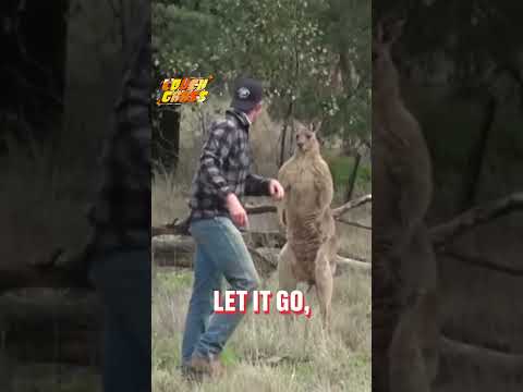 Dude saved his puppy from a kangaroo #funny #cute #beautiful #animals #australia #wildlife #cool
