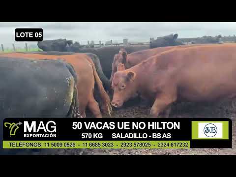 Lote 50 Vacas faena UE en Saladillo, Buenos Aires