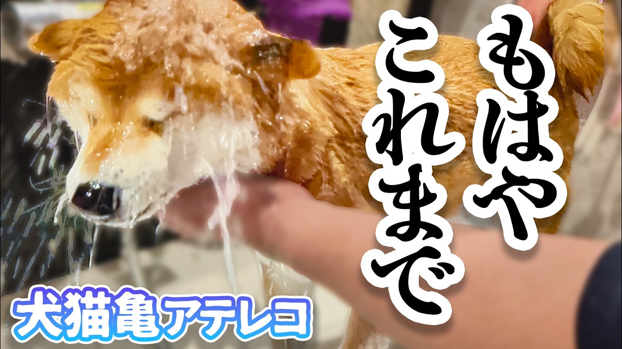 【あきらめ】柴犬はすべてを受け入れた【シャンプー】