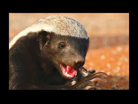 Dünyanın En Korkusuzu Bal Porsuğu