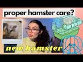 getting a hamster...the right way