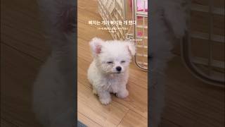 강아지