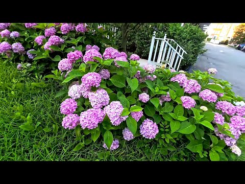 Scenic Morning Walk in the neighborhood, New Jersey, USA, 4K HDR