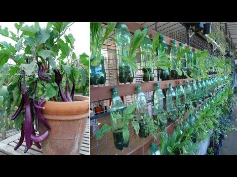 download lagu mp3 mp4 Strange Vegetables To Grow, download lagu Strange Vegetables To Grow gratis, unduh video klip Strange Vegetables To Grow