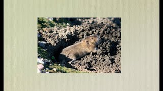The 10 Best Documentaries About Gopher