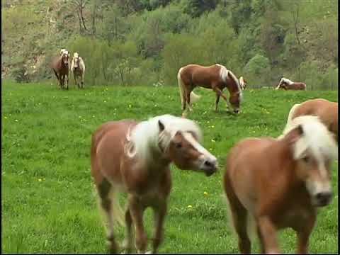 Psayrer: Psayrer Sound