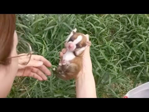 Abandonnés, les 3 chiots ont essayé de ramper petit à petit, criant fort pour leur mère affamée