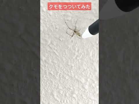 園芸 アルギロネテ、潜水蜘蛛