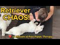 You Can T Watch This Retriever Puppy Yoga Without Smiling 10 Minute Compilation
