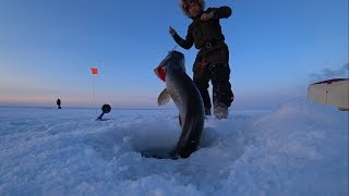 Крупные щуки зимой на жерлицы