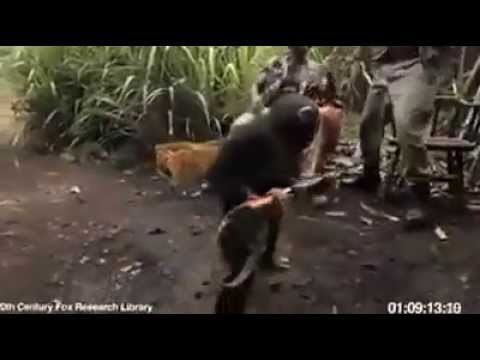 download lagu mp3 mp4 Monkey Arms, download lagu Monkey Arms gratis, unduh video klip Monkey Arms