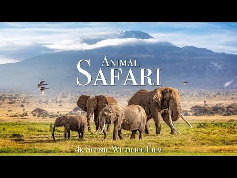 Animal Safari 4K - Scenic Wildlife Film With African Music